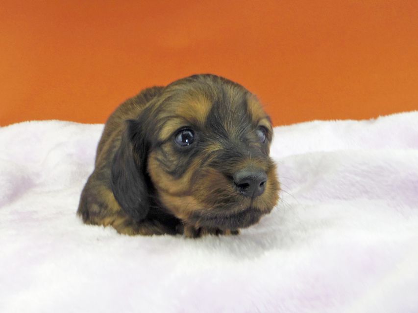 ミニチュアダックスフンド ジャジー & ジムの子犬 レッド 男の子（2）