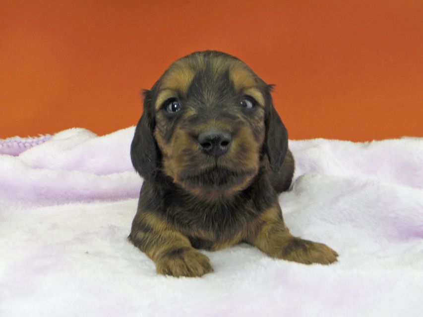 ミニチュアダックスフンド ジャジー & ジムの子犬 レッド 男の子（2）