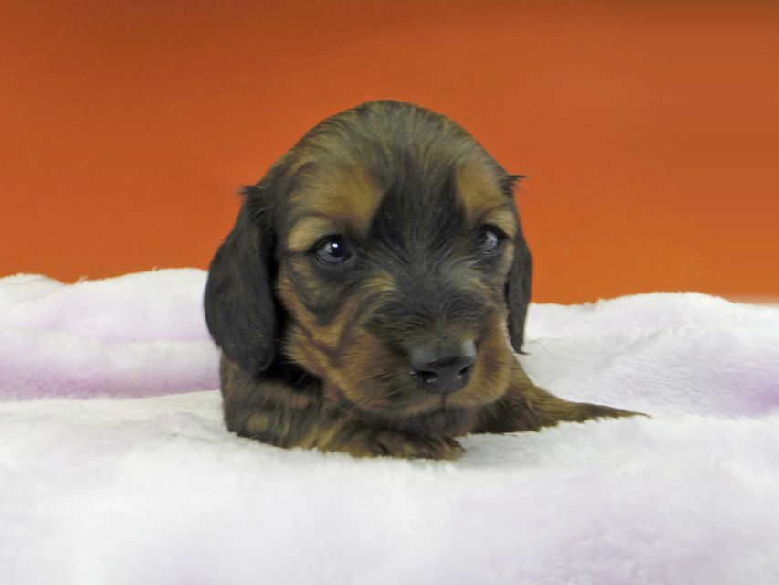 ミニチュアダックスフンド ジャジー & ジムの子犬 レッド 男の子（2）