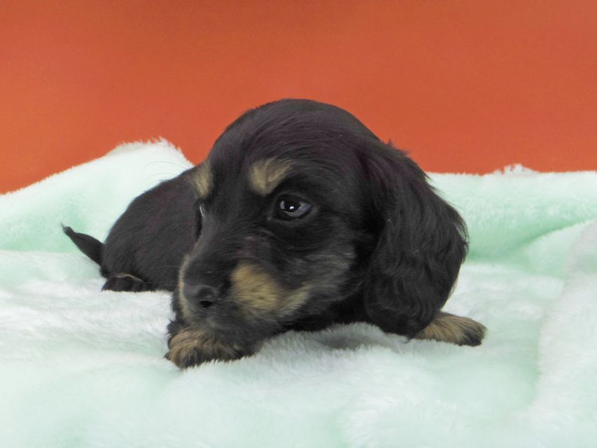 カニンヘンダックスフンド ジャム & ブルースの子犬 ブラックイエロー（ブラッククリーム） 男の子（1）