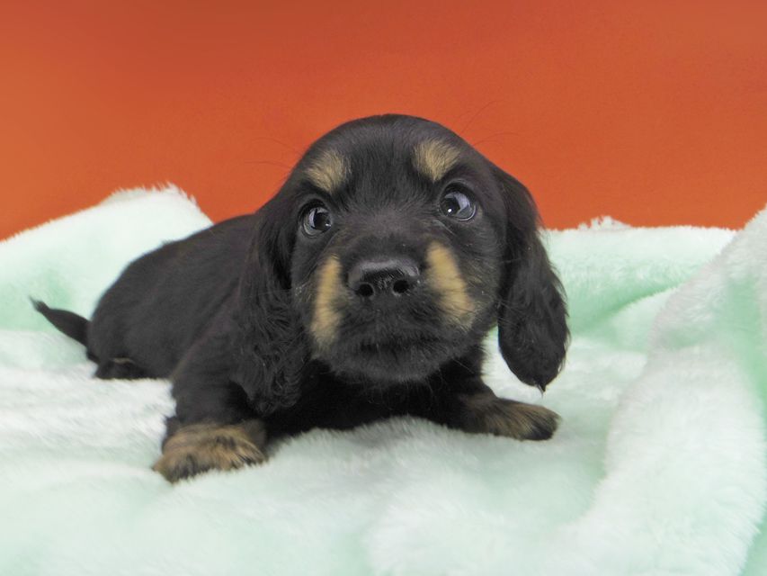 カニンヘンダックスフンド ジャム & ブルースの子犬 ブラックイエロー（ブラッククリーム） 男の子（1）