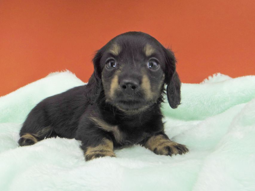 カニンヘンダックスフンド ジャム & ブルースの子犬 ブラックイエロー(ブラッククリーム) 男の子(2)_IGP1944 カニンヘンダックスフンド ジャム & ブルースの子犬 ブラックイエロー(ブラッククリーム) 男の子(2)