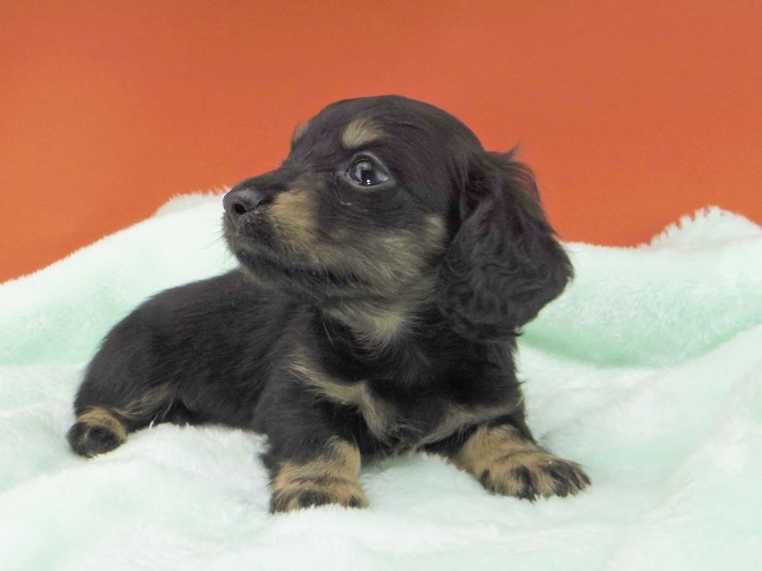 カニンヘンダックスフンド ジャム & ブルースの子犬 ブラックイエロー(ブラッククリーム) 男の子(2)_IGP1945 カニンヘンダックスフンド ジャム & ブルースの子犬 ブラックイエロー(ブラッククリーム) 男の子(2)
