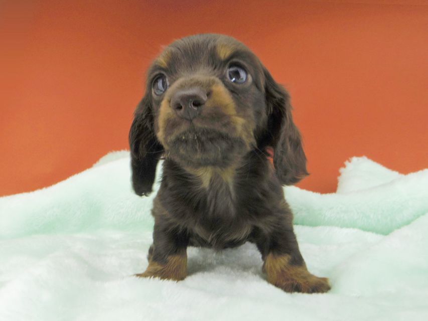 カニンヘンダックスフンド ジャム & ブルースの子犬 チョコタン 女の子