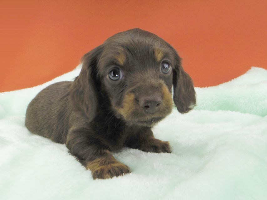 カニンヘンダックスフンド ジャム & ブルースの子犬 チョコタン 女の子