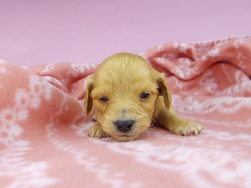 _IGP2249 カニンヘンダックスフンド キュア & スカッシュの子犬 レッド 女の子(2)