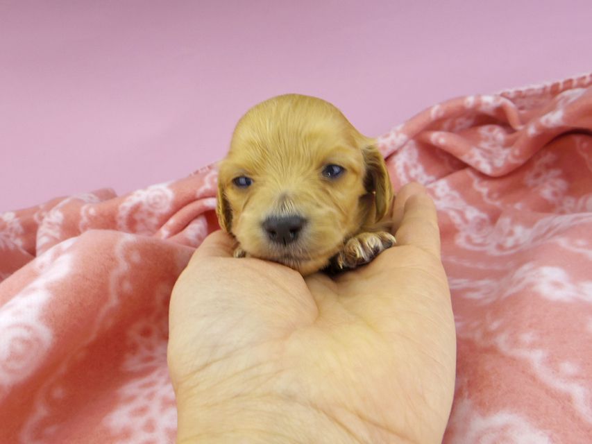 _IGP2255 カニンヘンダックスフンド キュア & スカッシュの子犬 レッド 女の子(2)