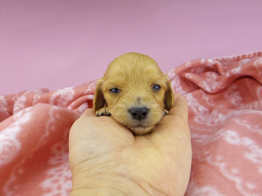 _IGP2257 カニンヘンダックスフンド キュア & スカッシュの子犬 レッド 女の子(2)