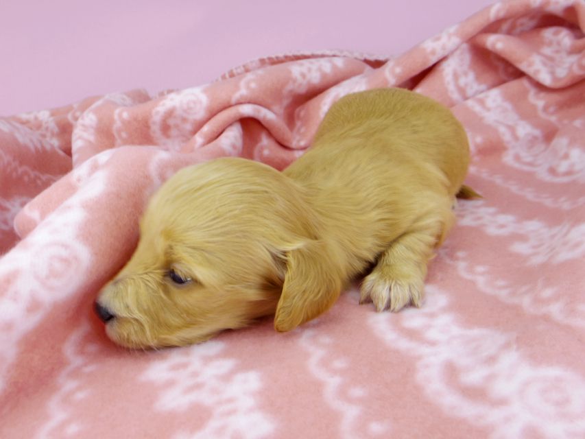 _IGP2258 カニンヘンダックスフンド キュア & スカッシュの子犬 レッド 女の子(2)