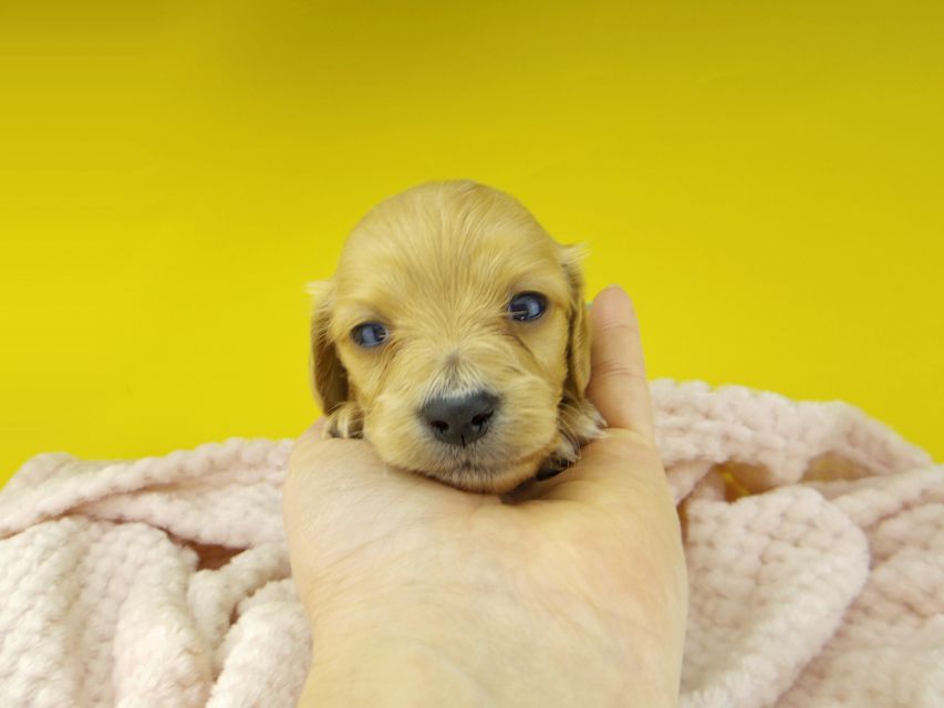 カニンヘンダックスフンド キュア & スカッシュの子犬 レッド 女の子（2）