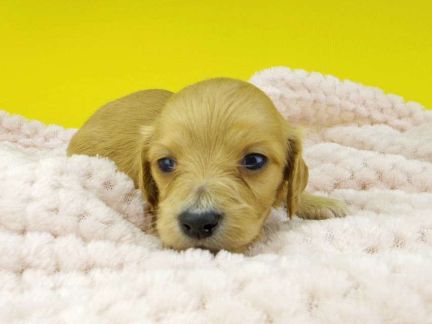 カニンヘンダックスフンド キュア & スカッシュの子犬 レッド 女の子（2）