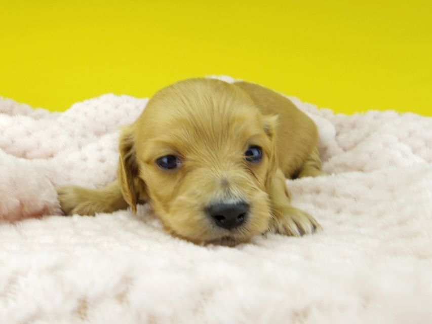 カニンヘンダックスフンド キュア & スカッシュの子犬 レッド 女の子（2）