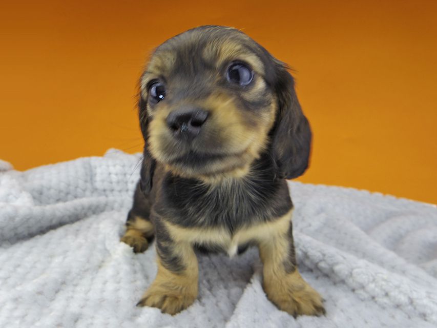 カニンヘンダックスフンド まめ & 竹千代の子犬 イエロー（クリーム） 女の子