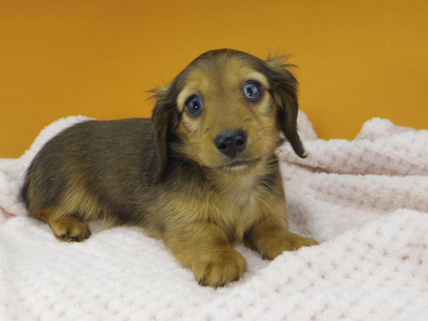 カニンヘンダックスフンド ププリン & ブルースの子犬 レッド 女の子