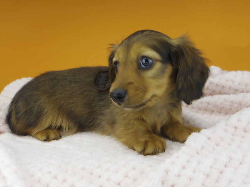 カニンヘンダックスフンド ププリン & ブルースの子犬 レッド 女の子