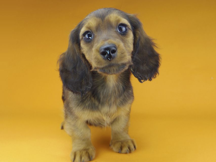 ミニチュアダックスフンド ジャジー & ジムの子犬 レッド 男の子（2）