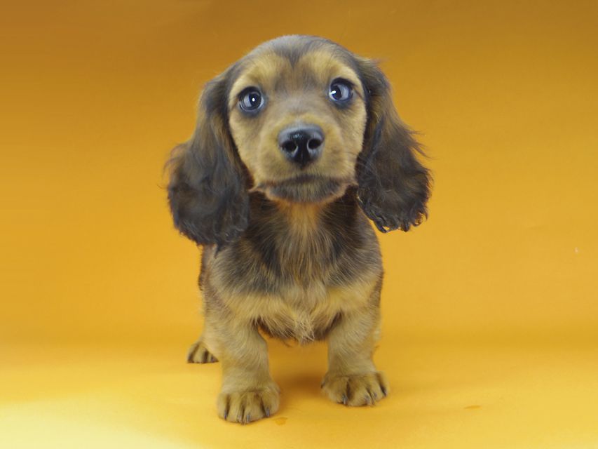 ミニチュアダックスフンド ジャジー & ジムの子犬 レッド 男の子（2）