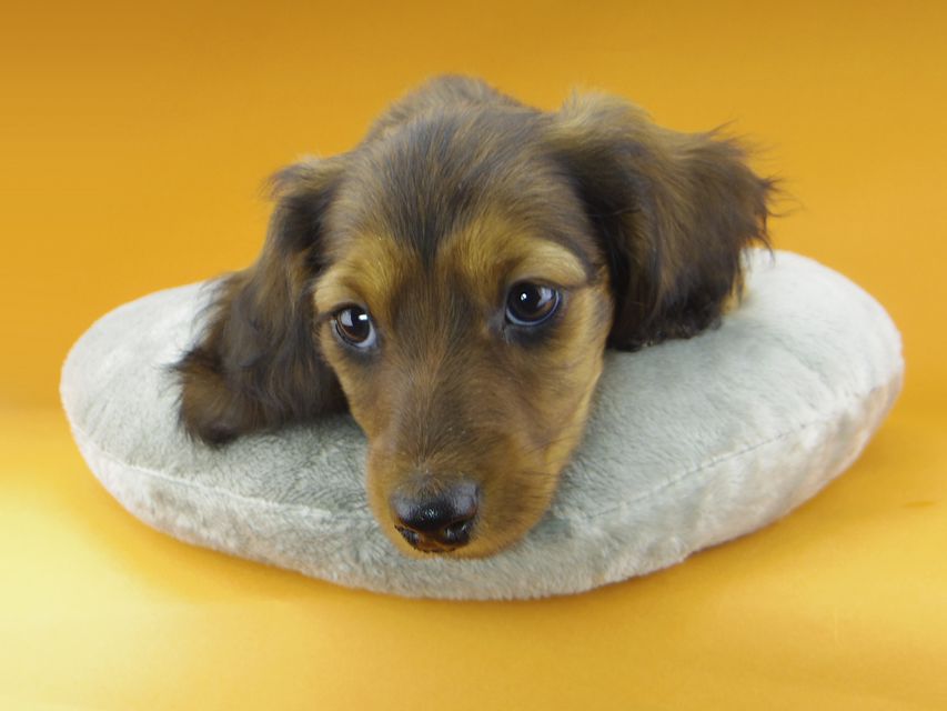 ミニチュアダックスフンド ジャジー & ジムの子犬 レッド 男の子（2）