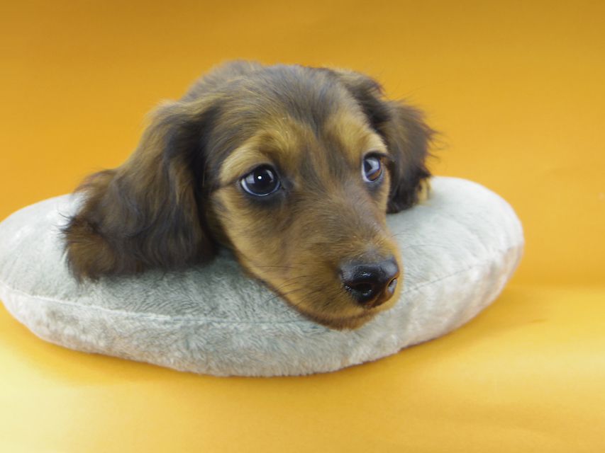 ミニチュアダックスフンド ジャジー & ジムの子犬 レッド 男の子（2）