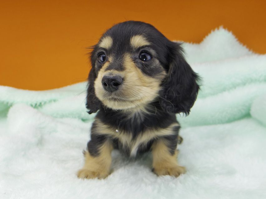 カニンヘンダックスフンド キュア & スカッシュの子犬 ブラックイエロー(ブラッククリーム) 女の子_IGP3195 カニンヘンダックスフンド キュア & スカッシュの子犬 ブラックイエロー(ブラッククリーム) 女の子