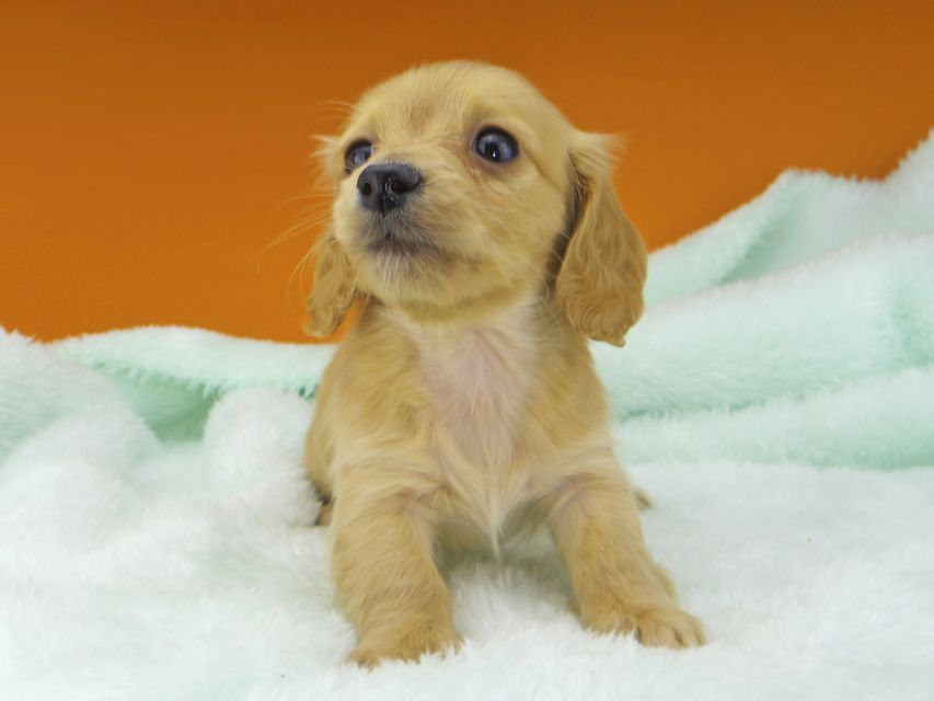 カニンヘンダックスフンド キュア & スカッシュの子犬 レッド 女の子（2）