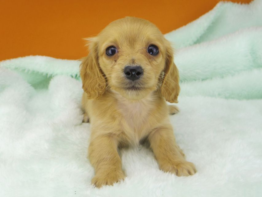 カニンヘンダックスフンド キュア & スカッシュの子犬 レッド 女の子（2）