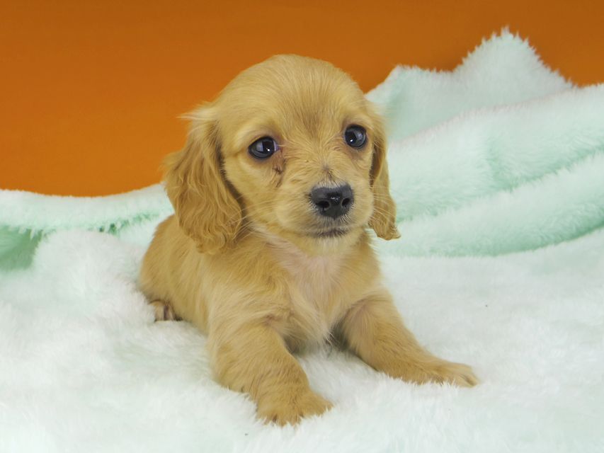 カニンヘンダックスフンド キュア & スカッシュの子犬 レッド 女の子（2）