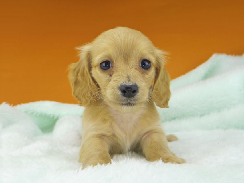 カニンヘンダックスフンド キュア & スカッシュの子犬 レッド 女の子（2）