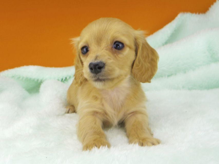 カニンヘンダックスフンド キュア & スカッシュの子犬 レッド 女の子（2）