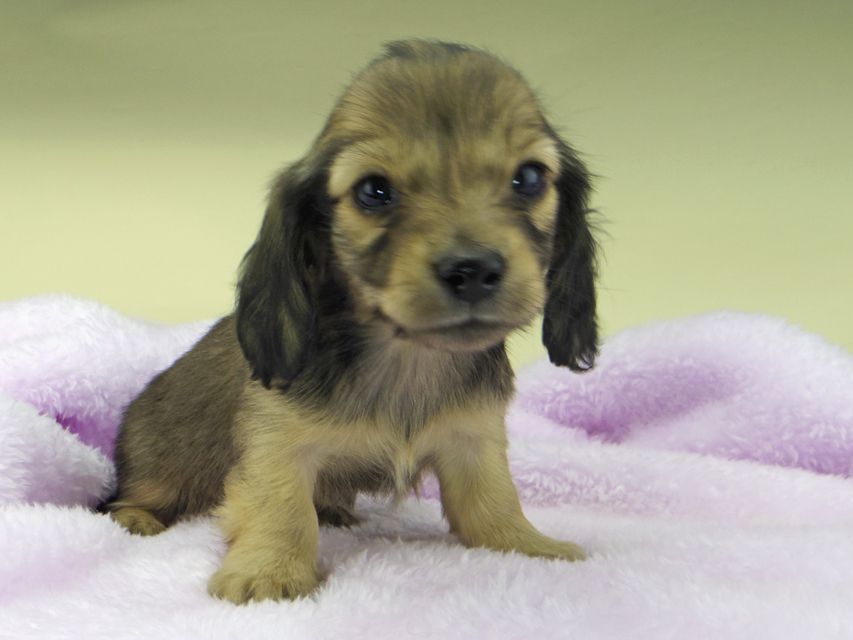 カニンヘンダックスフンド まめ & 竹千代の子犬 イエロー（クリーム） 男の子
