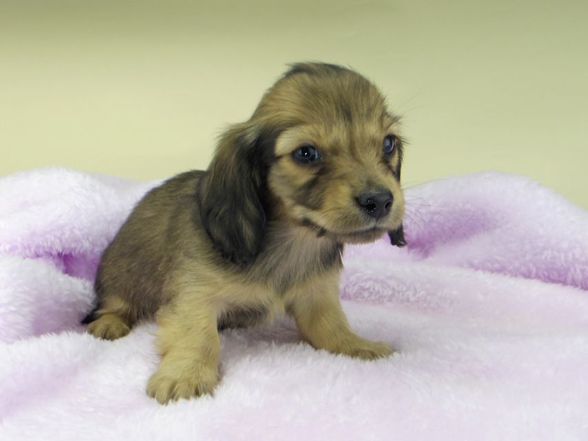 カニンヘンダックスフンド まめ & 竹千代の子犬 イエロー（クリーム） 男の子