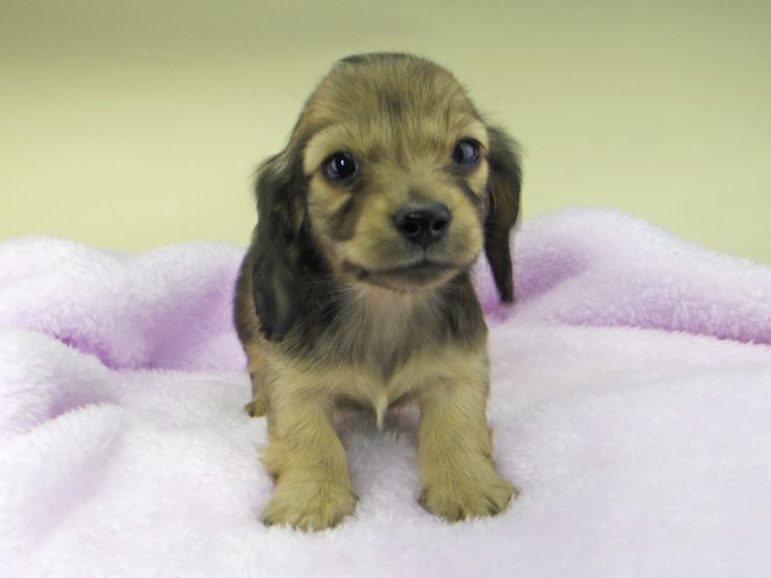 カニンヘンダックスフンド まめ & 竹千代の子犬 イエロー（クリーム） 男の子