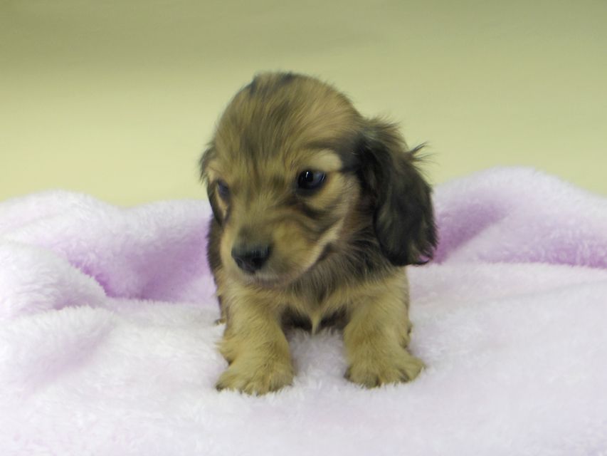 カニンヘンダックスフンド まめ & 竹千代の子犬 イエロー（クリーム） 男の子