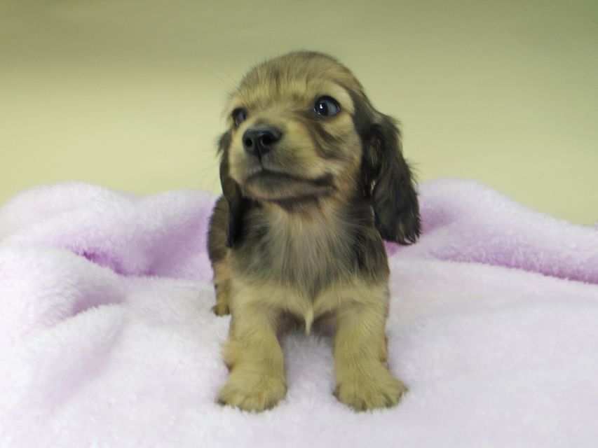 カニンヘンダックスフンド まめ & 竹千代の子犬 イエロー（クリーム） 男の子