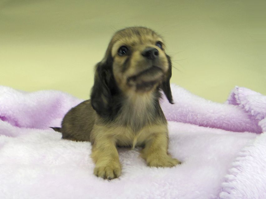 カニンヘンダックスフンド まめ & 竹千代の子犬 イエロー（クリーム） 男の子