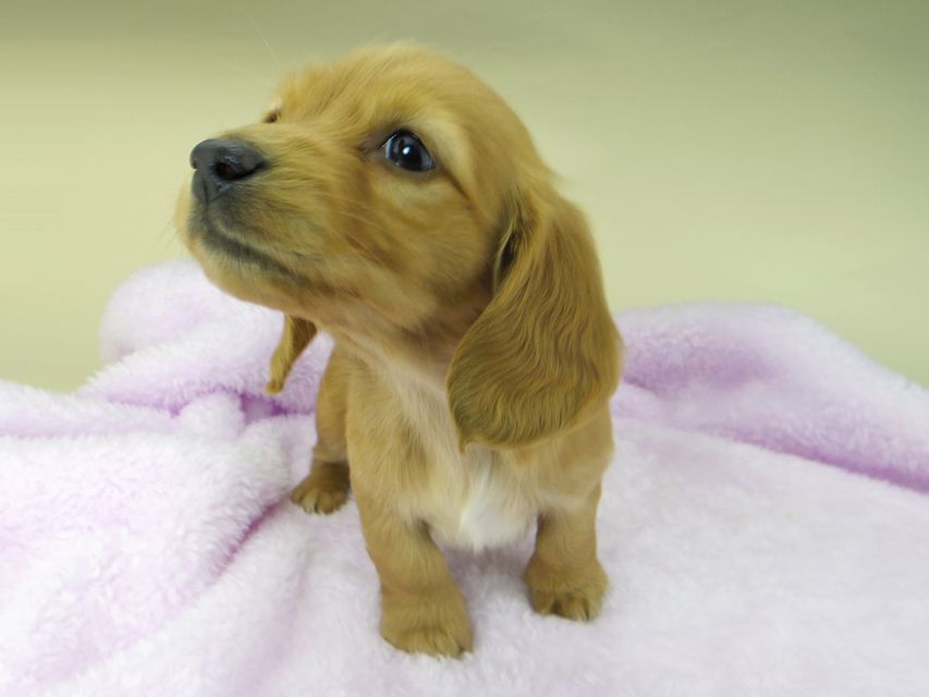 カニンヘンダックスフンド まめ & 竹千代の子犬 レッド 女の子_IGP3276 カニンヘンダックスフンド まめ & 竹千代の子犬 レッド 女の子_IGP3276