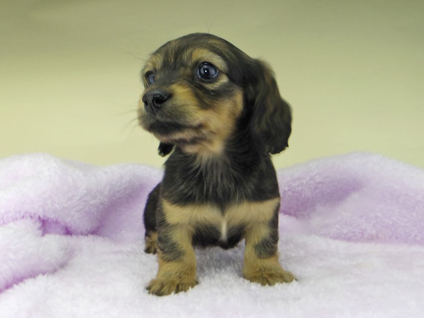 カニンヘンダックスフンド まめ & 竹千代の子犬 イエロー(クリーム) 女の子_IGP3291 カニンヘンダックスフンド まめ & 竹千代の子犬 イエロー(クリーム) 女の子