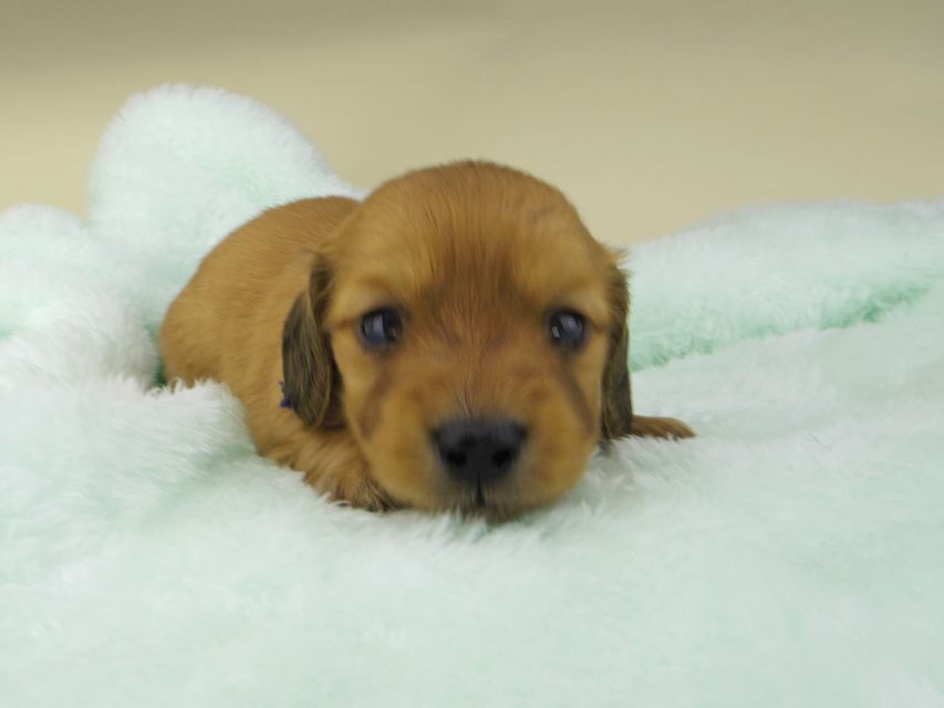 カニンヘンダックスフンド ハニー & 竹千代の子犬 レッド 男の子