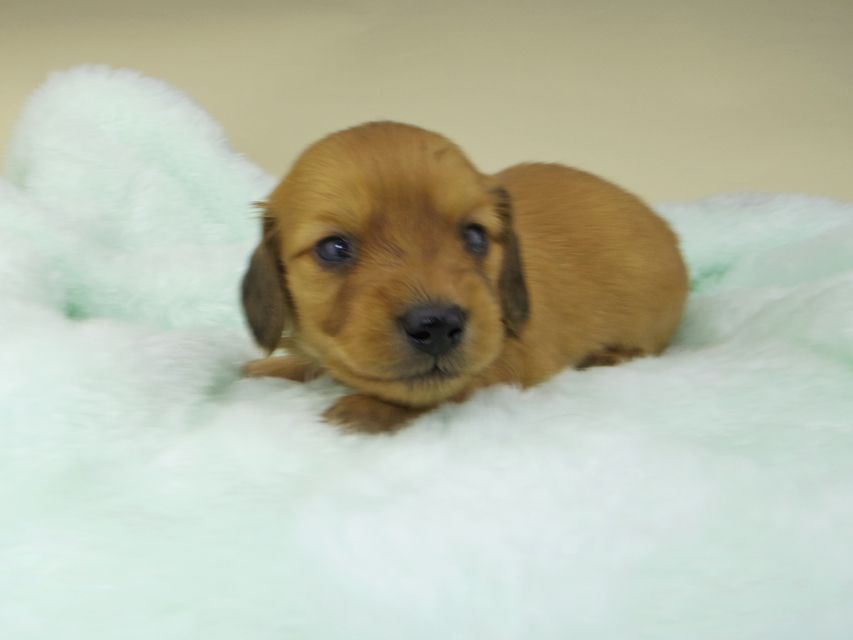 カニンヘンダックスフンド ハニー & 竹千代の子犬 レッド 男の子