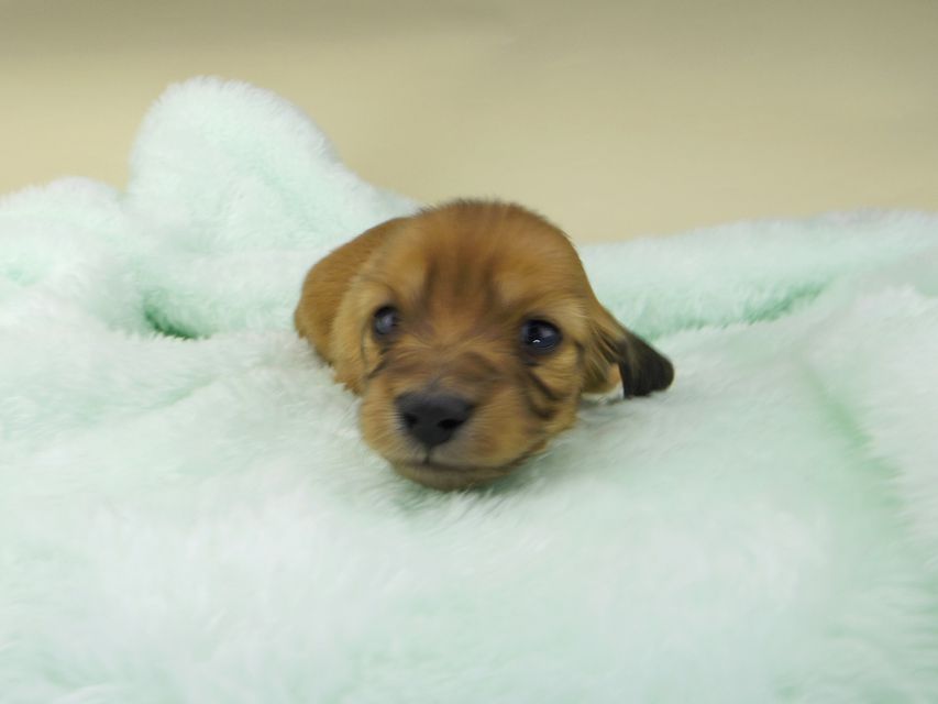 カニンヘンダックスフンド ハニー & 竹千代の子犬 レッド 女の子