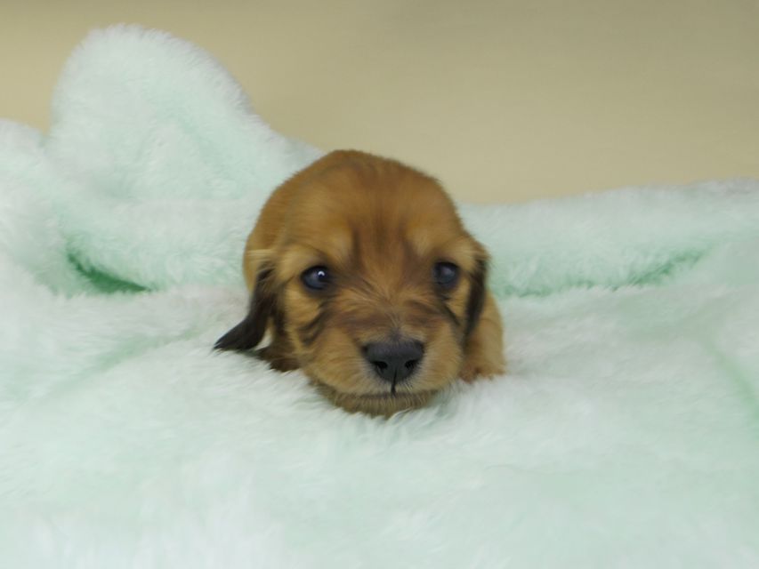 カニンヘンダックスフンド ハニー & 竹千代の子犬 レッド 女の子
