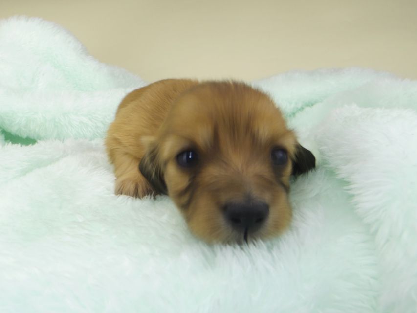 カニンヘンダックスフンド ハニー & 竹千代の子犬 レッド 女の子