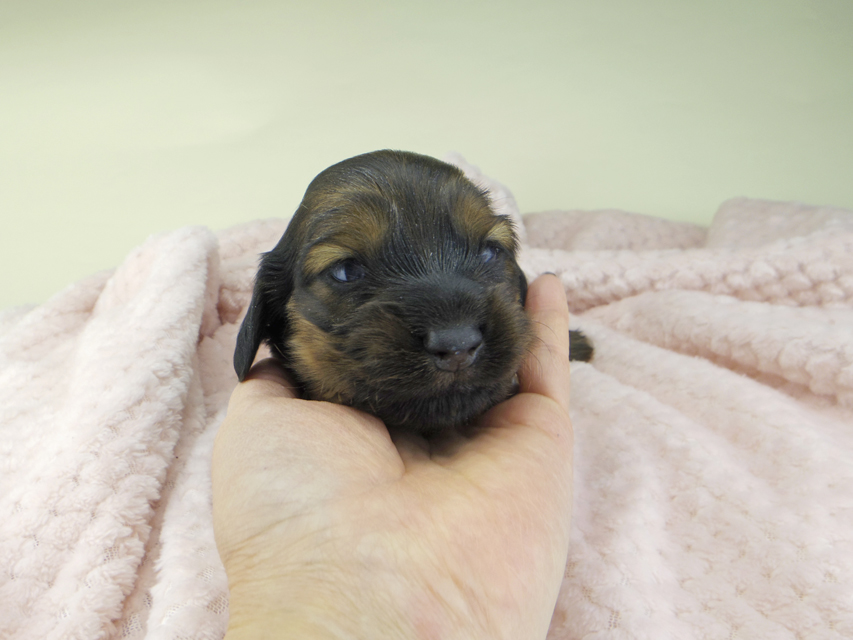 ミニチュアダックスフンド ルチアhp & ブルースの子犬 レッド 男の子