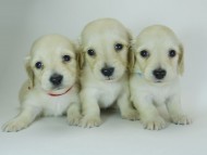 姉妹の集合写真