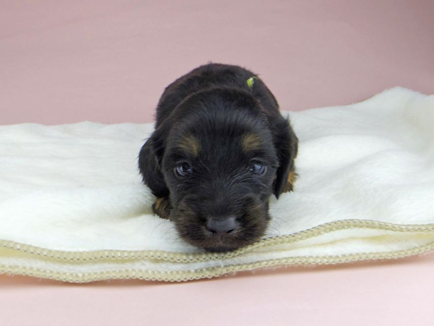 ミニチュアダックスフンド ココcs & ブルースの子犬 ブラックタン 男の子(1)_IGP3849 ミニチュアダックスフンド ココcs & ブルースの子犬 ブラックタン 男の子(1)