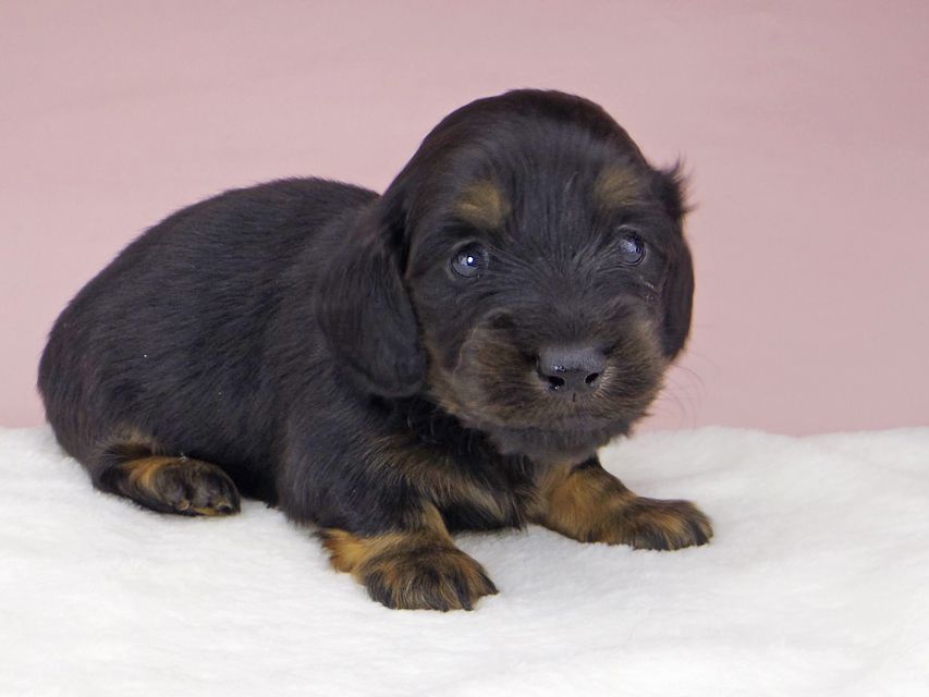 ミニチュアダックスフンド ココcs & ブルースの子犬 ブラックタン 男の子(1)_IGP3868 ミニチュアダックスフンド ココcs & ブルースの子犬 ブラックタン 男の子(1)