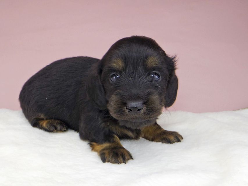 ミニチュアダックスフンド ココcs & ブルースの子犬 ブラックタン 男の子(1)_IGP3870 ミニチュアダックスフンド ココcs & ブルースの子犬 ブラックタン 男の子(1)