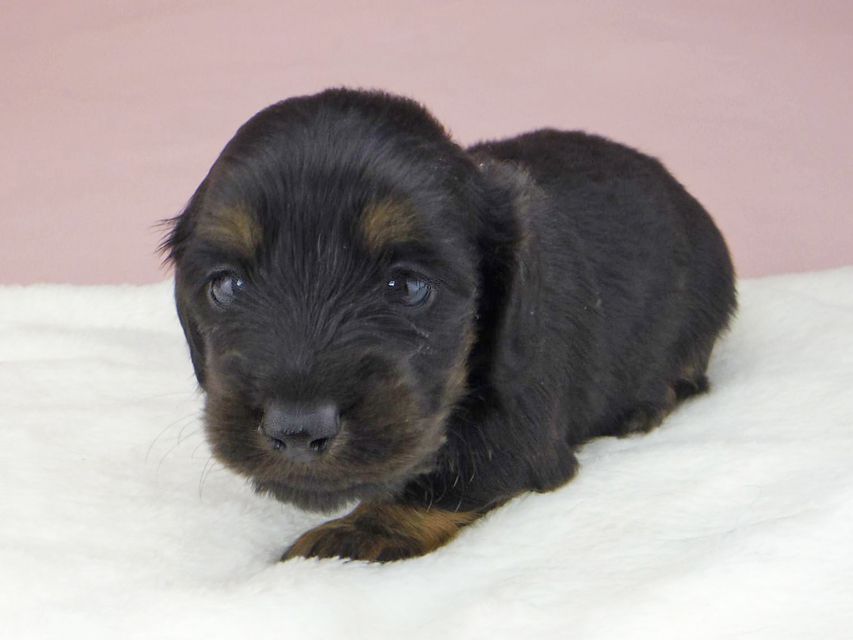 ミニチュアダックスフンド ココcs & ブルースの子犬 ブラックタン 男の子(1)_IGP3884 ミニチュアダックスフンド ココcs & ブルースの子犬 ブラックタン 男の子(1)