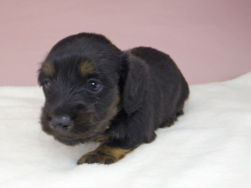 ミニチュアダックスフンド ココcs & ブルースの子犬 ブラックタン 男の子(1)_IGP3885 ミニチュアダックスフンド ココcs & ブルースの子犬 ブラックタン 男の子(1)