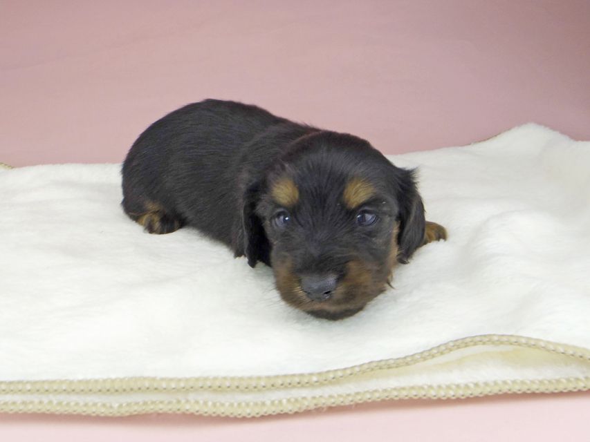 ミニチュアダックスフンド ココcs & ブルースの子犬 ブラックタン 男の子（2）